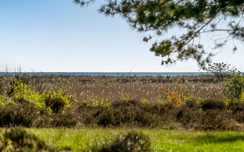 Annestine - 200M from the Sea: Plantesamfund, Sollys, Urteagtig Plante, Have, Plantation, Landbrug, Farm