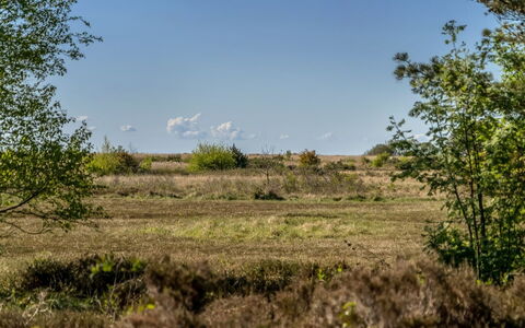 Annestine - 200M from the Sea: Plantesamfund, Sollys, Urteagtig Plante, Have, Plantation, Landbrug, Farm