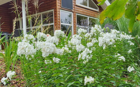 Krister - 250M to the Fjord: Blomst, Busk, Have, Bunddække, Blomstrende Plante, Forår, Landscaping, Urteagtig Plante, Backyard