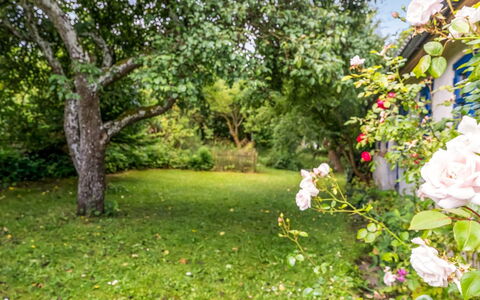 Agrippa - 30M to the Fjord: Grøn, Natur, Blad, Have, Busk, Forår, Kronblad, Bunddække, Lawn, Sollys