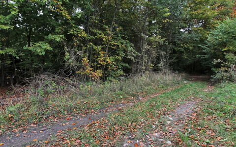 Vojo - 100M from the Sea: Tag, Hus, Land Lot, Hjem, Sommerhus, Estate, Garden Bygninger, Skygge, Bjælkehytte, Landscaping