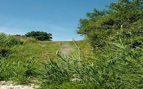 Pirjo - 50M from the Sea: Tag, Hus, Land Lot, Hjem, Sommerhus, Estate, Garden Bygninger, Skygge, Bjælkehytte, Landscaping
