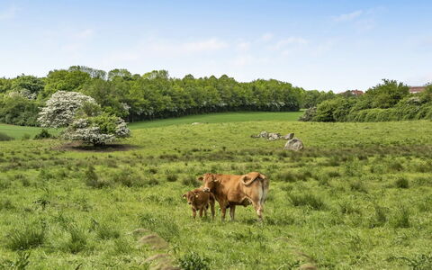 Sigbritt - 100M from the Sea: Græs, Naturligt Miljø, Græs-, Pasture, Økoregion, Sommer, Græsning, Landskab, Landdistrikt