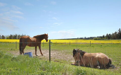Sophia - 8Km from the Sea: Hest, Græs, Græs-, Pasture, Økoregion, Almindeligt, Landskab, Landdistrikt, Mark