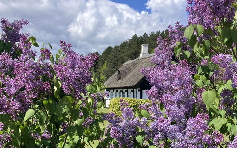Eva - 1.5Km to the Fjord: Blomst, Busk, Sommerhus, Bunddække, Forår, Have, Blomstrende Plante, Purple, Wildflower, Stuehus