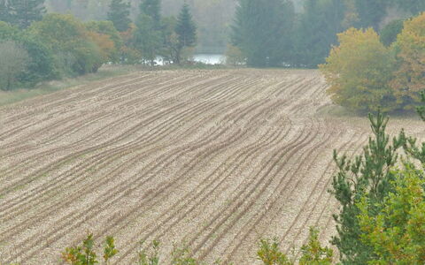 Piia - 800M from the Sea: Træ, Mark, Plantation, Almindeligt, Landbrug, Land Lot, Jord, Farm, Afgrøde