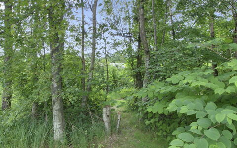 Gerasim - 400M from the Sea: Blad, Naturligt Miljø, Vegetationen, Skov, Plantesamfund, Jungle, Naturreservat, Northern Løvskov, Woodland, Bagagerum