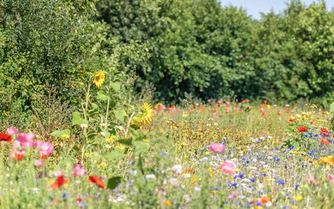 Richard - 4Km from the Sea: Græs, Græs-, Landskab, Økoregion, Almindeligt, Plantesamfund, Land Lot, Udendørs Møbler, Prærie, Shrubland