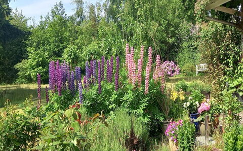 Hartvig - 800M from the Sea: Blomst, Busk, Have, Plantesamfund, Lyserød, Bunddække, Blomstrende Plante, Forår