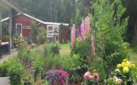 Hartvig - 800M from the Sea: Blomst, Have, Busk, Lyserød, Sommerhus, Bunddække, Backyard, Blomstrende Plante, Gård