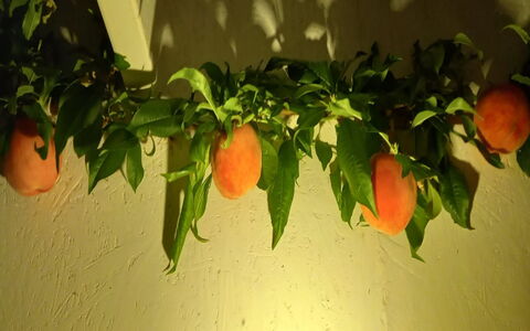 Hartvig - 800M from the Sea: Frugt, Fremstille, Orange, Naturlige Fødevarer, Mad