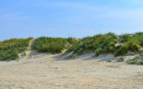 Arian - 500M from the Sea: Blå, Naturligt Miljø, Økoregion, Sand, Sommer, Strand, Jord, Shrubland