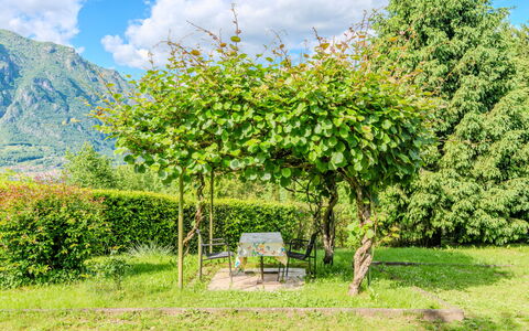 Lucia: Blad, Grøn, Busk, Forår, Have, Vedplante, Skygge, Backyard
