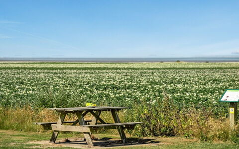 Ejna: Blå, Busk, Sommerhus, Bunddække, Have, Estate, Skygge, Landscaping, Stuehus, Eco Hotel