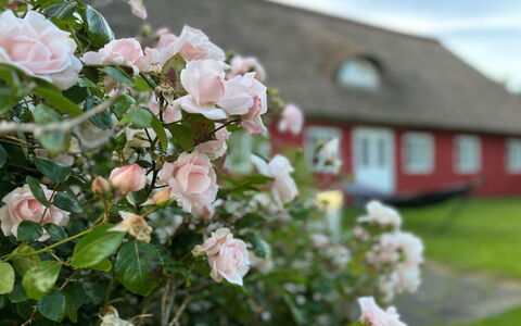 Kielo - 10Km from the Sea: Blå, Busk, Sommerhus, Bunddække, Have, Estate, Skygge, Landscaping, Stuehus, Eco Hotel