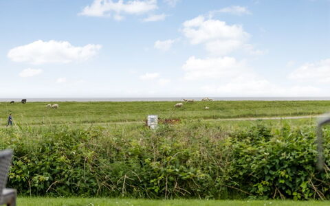 Anthonie: Græs, Græs-, Landskab, Økoregion, Almindeligt, Plantesamfund, Land Lot, Udendørs Møbler, Prærie, Shrubland