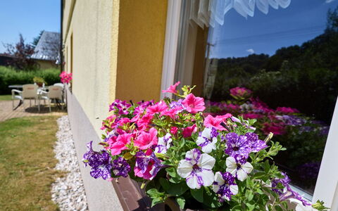 U Šustrů: Blomst, Plante, Ejendom, Blomsterkrukke, Kronblad, Vindue, Purple, Stueplante, Lyserød, Bygning