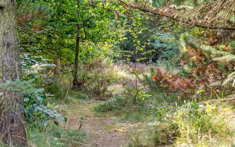 Orvokki - 125M from the Sea: Busk, Hjem, Sommerhus, Bunddække, Have, Garden Bygninger, Sidespor, Estate, Lawn, Gård