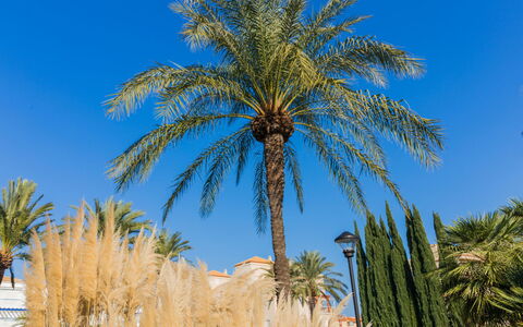 Cala Blanca Denia: Bord, Plante, Bygning, Himmel, Sky, Træ, Veranda, Skygge, Indretning, Stol