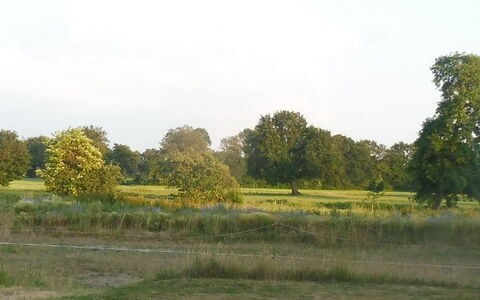 Reethuus: Himmel, Plante, Sky, Træ, Naturlige Landskab, Græs, Almindeligt, Græs-, Landskab, Vej