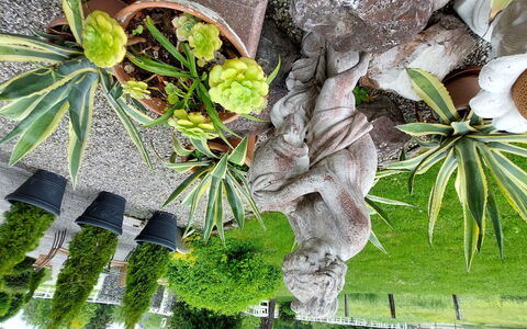 Velden am Wörthersee 37: Plante, Blad, Afdeling, Terrestrisk Plant, Arecales, Vegetationen, Træ, Kvist, Bagagerum, Vedplante