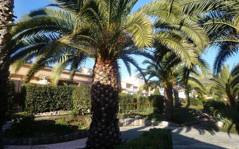 Le Jardin de Matisse: Træ, Daddelpalme, Palme Træ, Arecales, Elaeis, Attalea Speciosa, Plante, Ejendom, Vedplante, Terrestrisk Plant