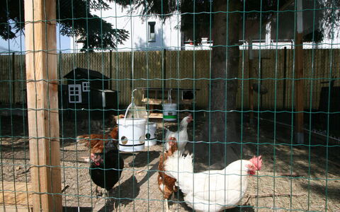 Diwani Home Stay Innsbruck: Hegn, Mesh, Trådhegn, Træ