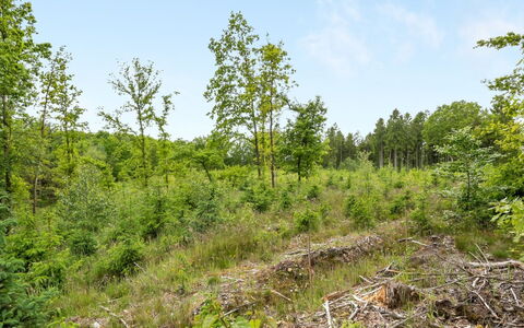 Inguna: Træ, Naturligt Miljø, Blad, Vegetationen, Naturlige Landskab, Plantesamfund, Busk, Skov, Økoregion, Ødemark
