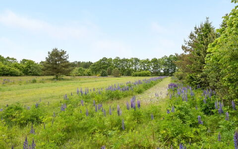 Inguna: Græs-, Eng, Land Lot, Plantesamfund, Prærie, Mark, Naturreservat, Wildflower, Pasture