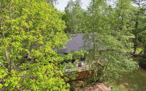 Herta: Træ, Blad, Naturligt Miljø, Afdeling, Træ, Vegetationen, Busk, Plantesamfund, Kvist, Forår