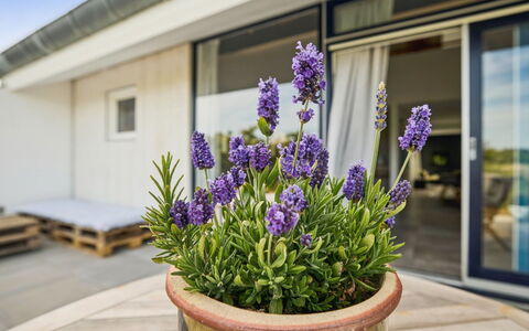 Kaapo - 1Km from the Sea: Blomst, Blomsterkrukke, Blomstrende Plante, Have, Purple, Stueplante, Lavendel, Engelsk Lavender