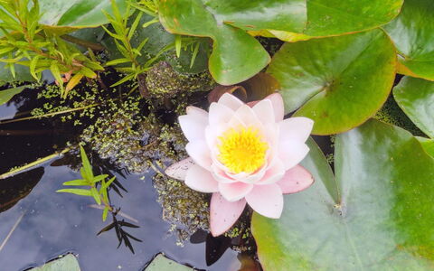Randulf - 250M from the Sea: Træ, Tag, Arkitektur, Hjem, Hus, Sommerhus, Sidespor, Hårdttræ, Hældning, Estate