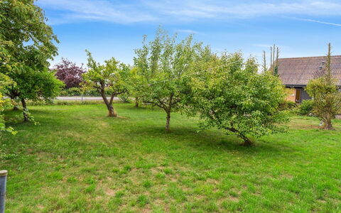 Atena - 250M from the Sea: Græs-, Busk, Plantesamfund, Almindeligt, Have, Bunddække, Pasture, Eng, Lawn