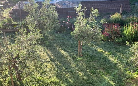 Lina - Podere Ribatti - Casole D'elsa, Toscana: Plante, Plantesamfund, Naturlige Landskab, Træ, Land Lot, Vindue, Græs, Køretøj, Græs-, Bunddække