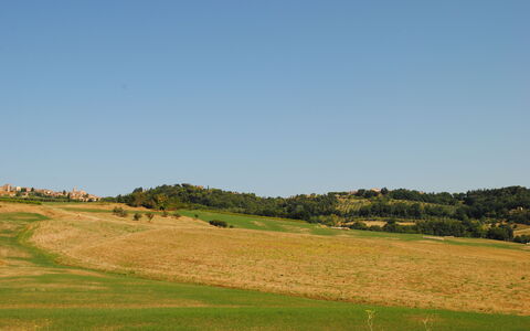 Alice - Podere Ribatti - Casole D'elsa, Toscana: Himmel, Plante, Naturlige Landskab, Hældning, Træ, Landbrug, Almindeligt, Bjergrige Landskabsformer, Græs, Græs-