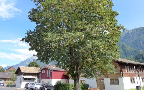 Tilia: Himmel, Plante, Sky, Bil, Blad, Bygning, Træ, Køretøj, Hus, Kvarter