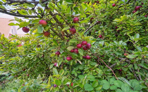 Magh - 9.8Km from the Sea: Frugt, Fremstille, Mad, Naturlige Fødevarer, Vedplante, Æble, Rose Family, Superfood