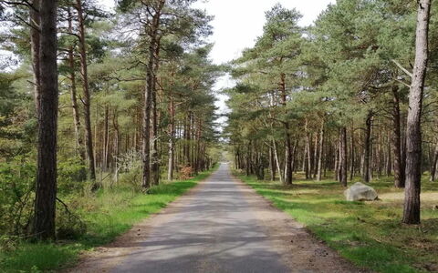 Helmi - 1Km from the Sea: Træ, Naturligt Miljø, Blad, Træ, Vej, Skov, Sti, Ødemark, Færdselsåre, Woodland