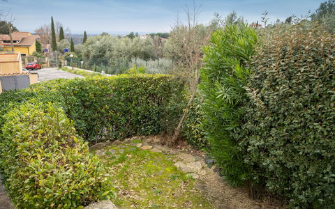 Montescudaio 300: Busk, Hæk, Vedplante, Have, Plantation, Landscaping, Evergreen, Walkway, Urt