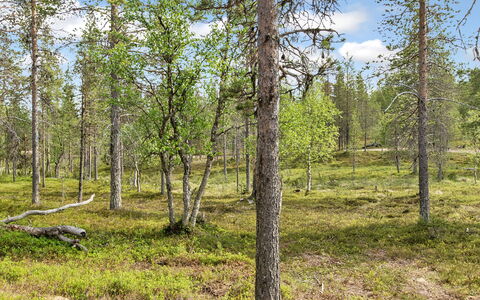 Saariselän Waskooli a: Træ, Sommerhus, Bjælkehytte, Skov, Skur, Garden Bygninger, Lærk, Woodland, Bejdse