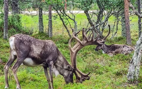 Kauniskelo B: Træ, Hus, Sne, Sommerhus, Hjem, Vinter, Tag, Fryser, Sidespor, Hældning