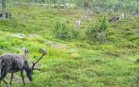 Kauniskelo B: Træ, Hus, Sne, Sommerhus, Hjem, Vinter, Tag, Fryser, Sidespor, Hældning