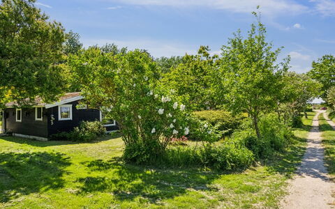 Benthe - 200M from the Sea: Grøn, Vegetationen, Busk, Landdistrikt, Have, Bunddække, Forår, Sommerhus, Lawn, Skygge