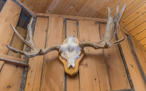 Aihki 1: Træ, Sommerhus, Bjælkehytte, Skov, Skur, Garden Bygninger, Lærk, Woodland, Bejdse