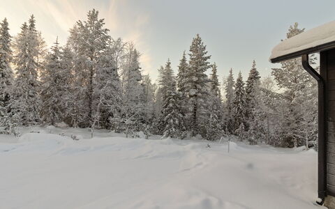 Koukkupolku 5: Sne, Afdeling, Vinter, Træ, Naturligt Miljø, Træ, Landskab, Kvist, Fryser