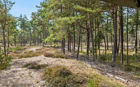 Solfred - 200M from the Sea: Træ, Blad, Vegetationen, Naturlige Landskab, Skov, Ødemark, Plantesamfund, Bagagerum, Woodland