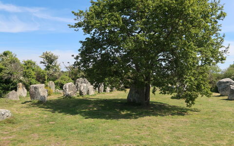 Erdeven 101: Græs, Træ, Græs-, Bagagerum, Vedplante, Eng, Pasture, Parkere