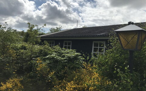 Niyazi - 770M from the Sea: Grøn, Blad, Afdeling, Busk, Hjem, Sommerhus, Have, Sollys, Landscaping, Gård