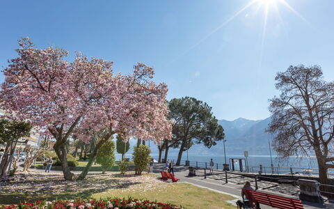 Ascona 180: Blomst, Plante, Himmel, Hvid, Natur, Træ, Gadebelysning, Vegetationen, Biome, Naturlige Landskab