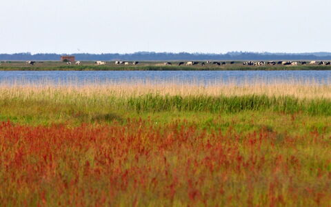 Werna - 800M from the Sea: Tag, Hjem, Hus, Sidespor, Sommerhus, Kompositmateriale, Dør, Skydevindue, Estate, Skorsten